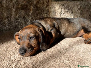 Dachshund dogs - Advert 3