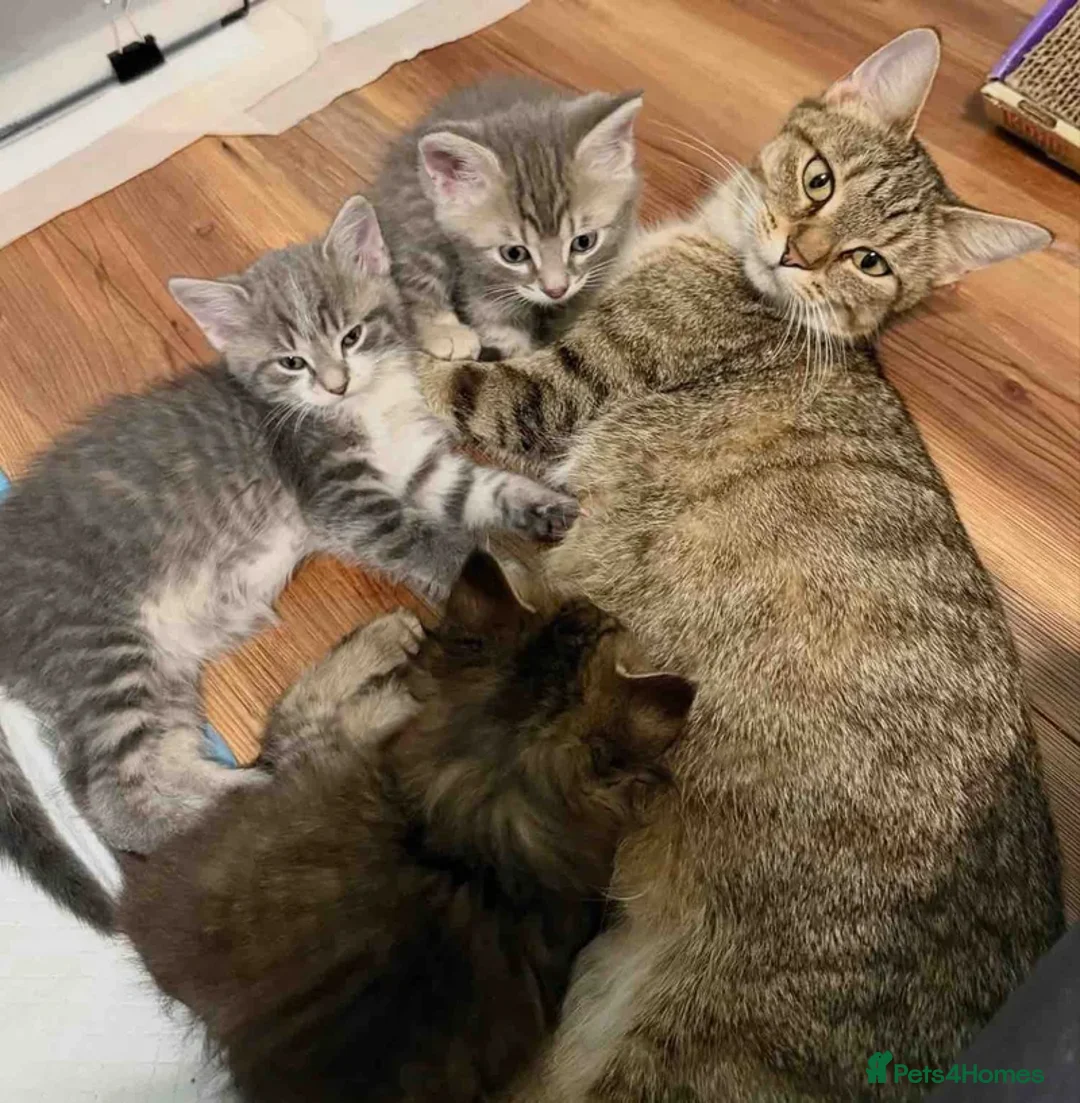 Mixed Breed cats for sale: 5 beautiful kittens looking for there forever home - Advert 12