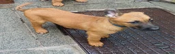 Belgian Shepherd Dog dogs for sale: Quality Malinois pups only 2 of the females left  - Advert 8