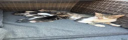 Mixed Breed cats for sale: Kittens - Advert 9