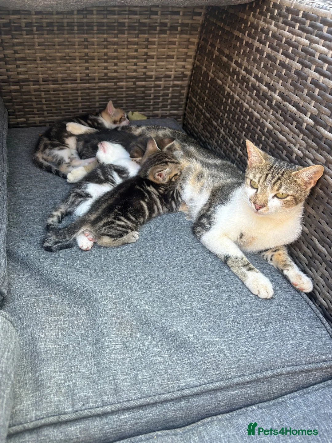Mixed Breed cats for sale: Kittens - Advert 9