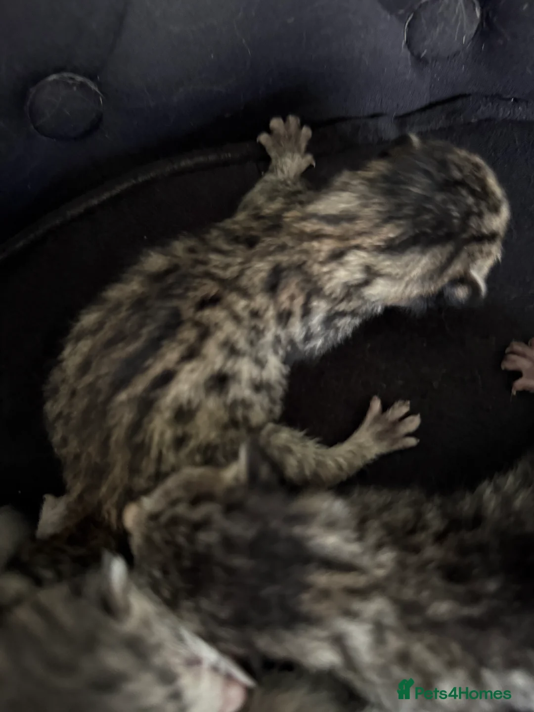 Savannah cats for sale: Striking savannah kittens silver & black/gold - Advert 13