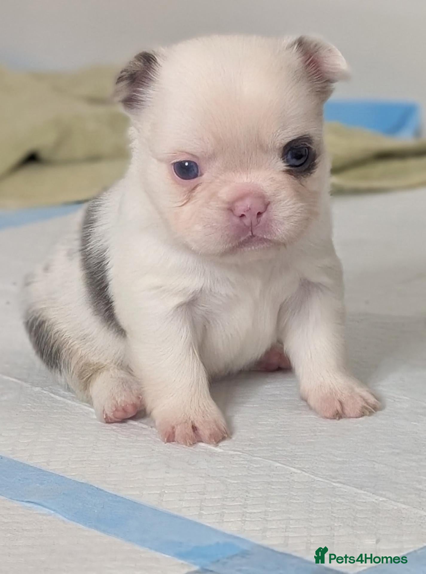 French Bulldog dogs Fluffy husky koi tri Frenchie pups  - Advert 1