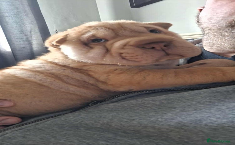 Shar Pei dogs - Advert 1