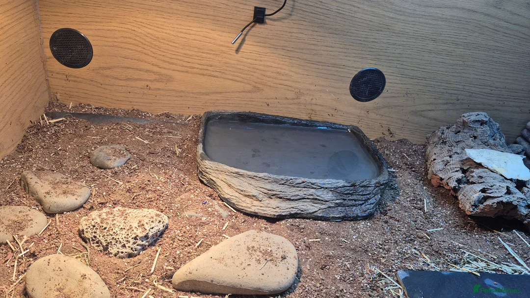 Hermann Tortoise reptiles for sale: Hermann Tortoise  - Advert 7