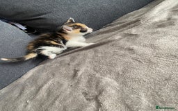 British Longhair cats for sale: 4 beautiful fluffy kittens  - Image 5