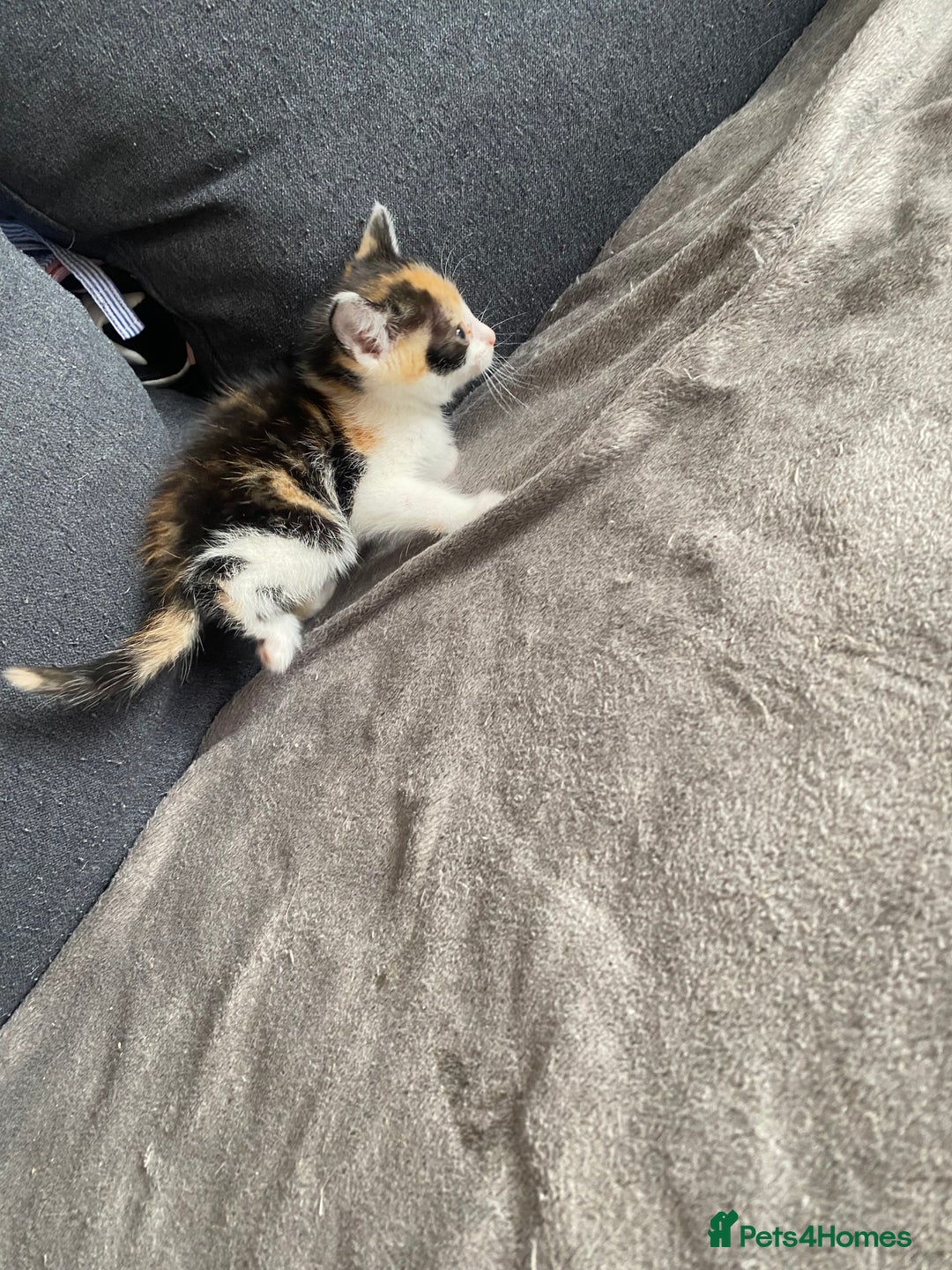 British Longhair cats for sale: 4 beautiful fluffy kittens  - Image 5