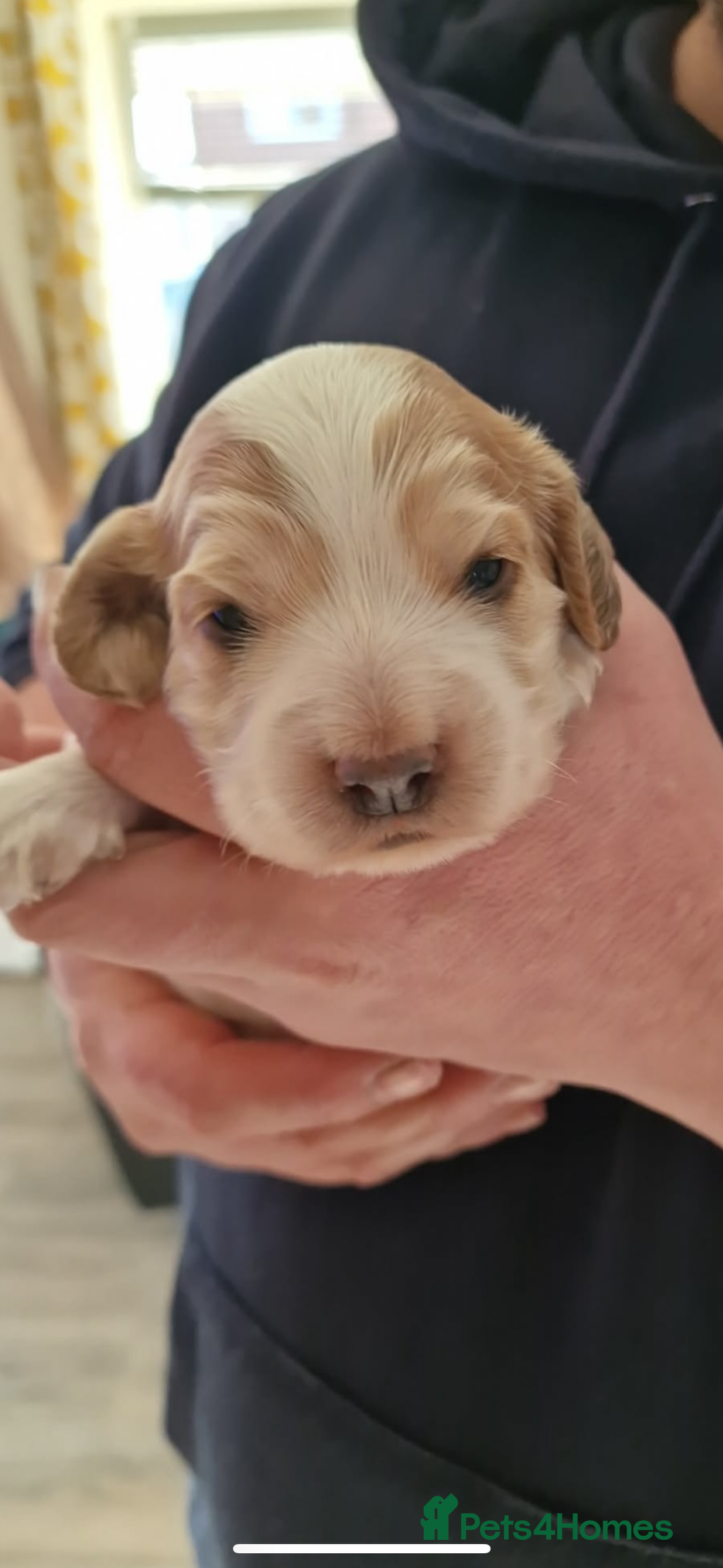 Cocker Spaniel dogs for sale: Lemon roan showtype cockerspaniel - Advert 5