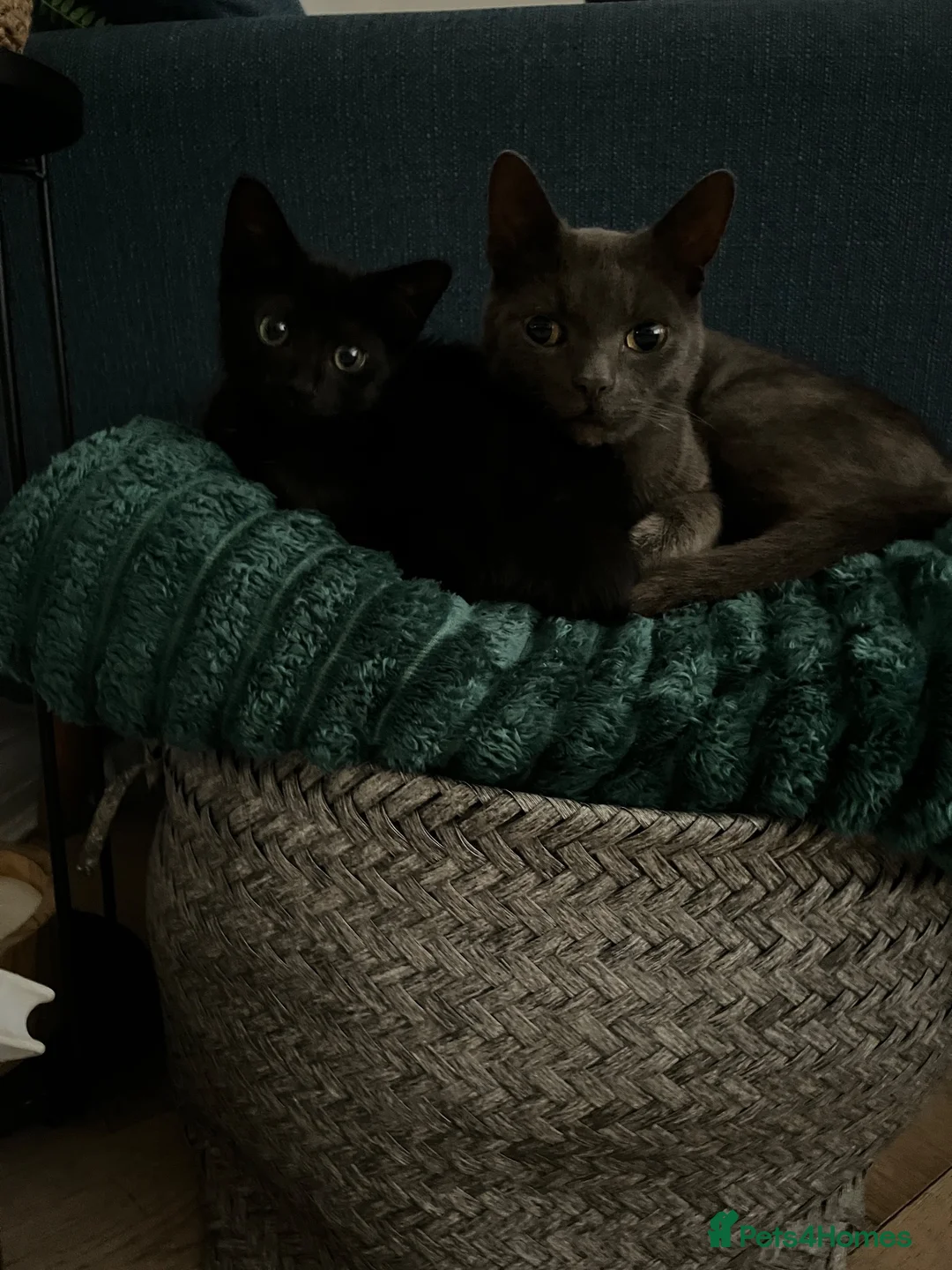 Mixed Breed cats for sale: Mixed breed kitten  - Advert 2