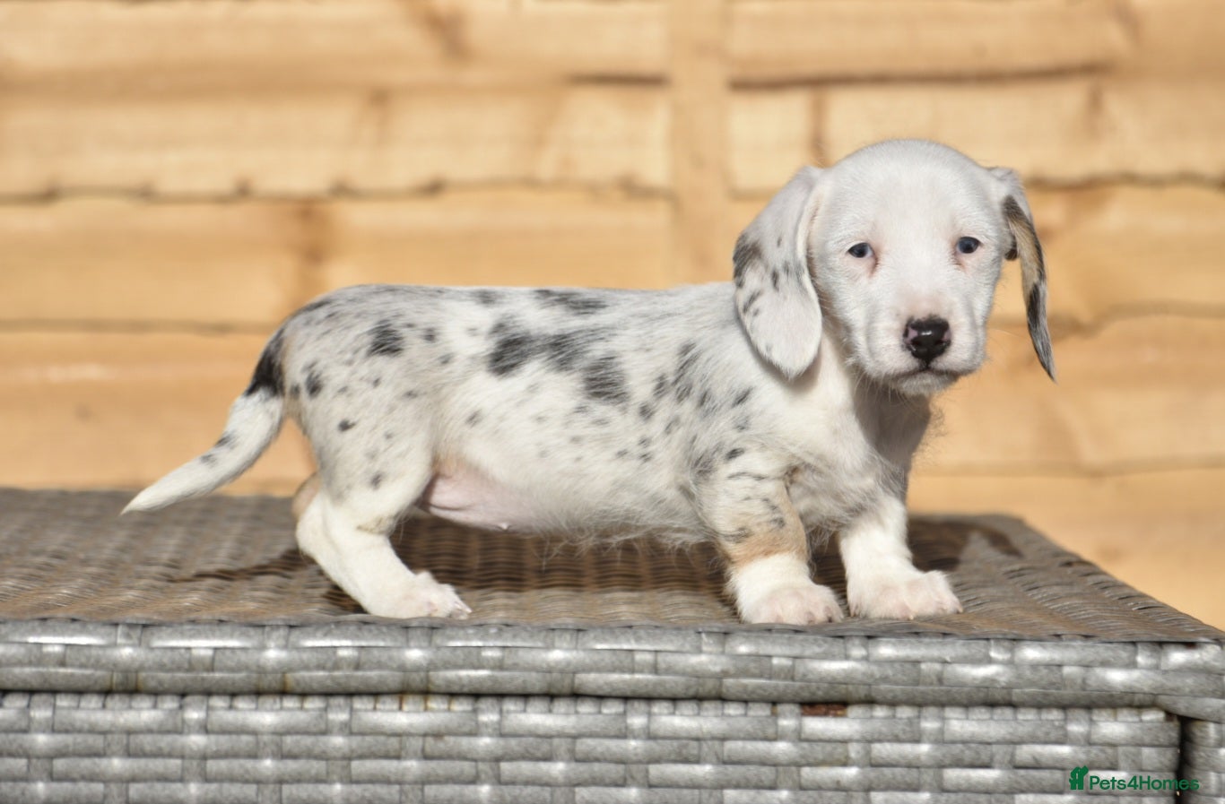 Dachshund dogs Adorable dachshund litter - Advert 6