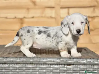 Dachshund dogs Adorable dachshund litter - Advert 6