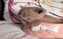 British Shorthair cats for sale: Beautiful British Shorthair Kittens 💝 - Image 8