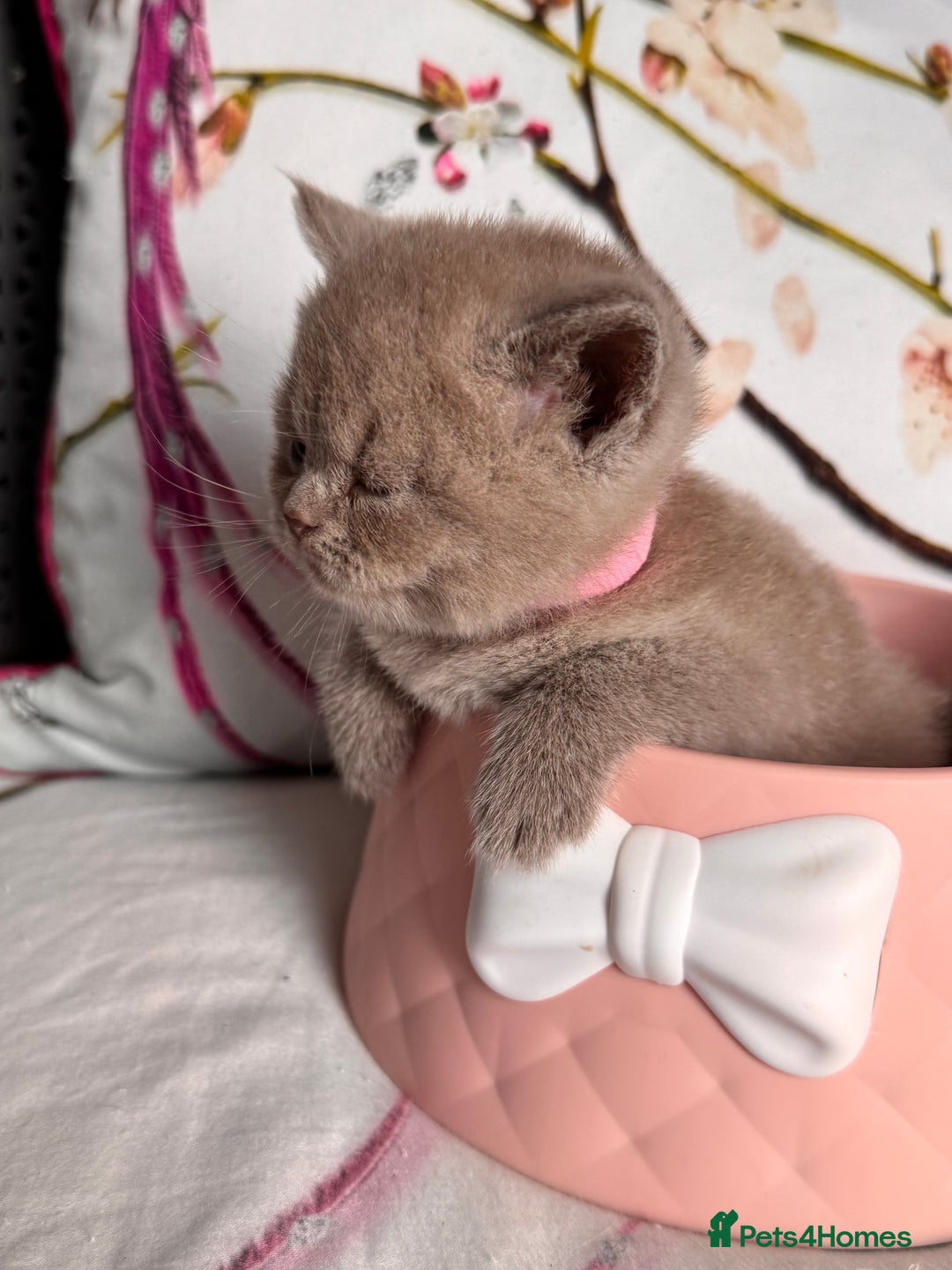 British Shorthair cats for sale: Beautiful British Shorthair Kittens 💝 - Image 8