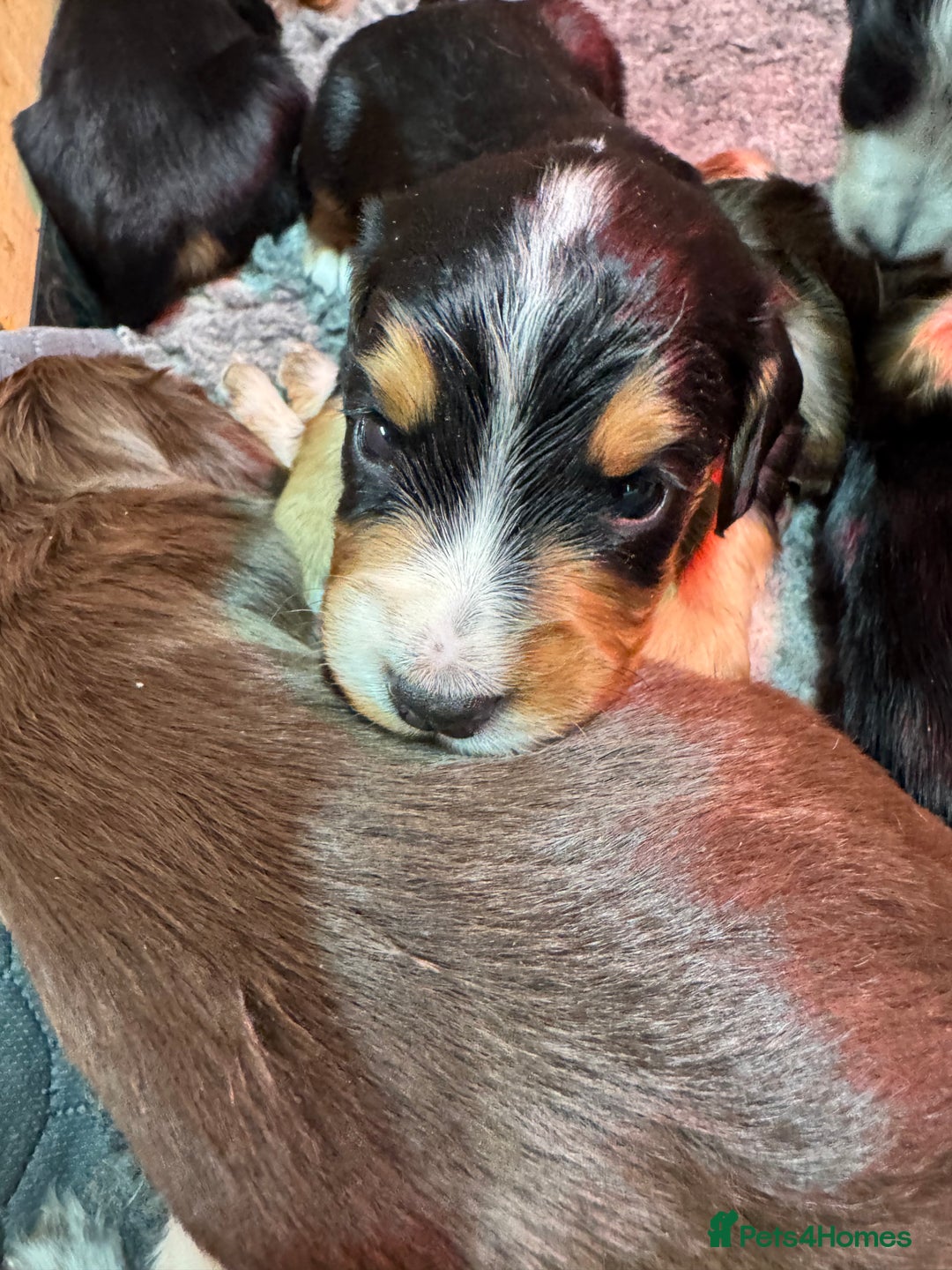 Cocker Spaniel dogs for sale: Working Cocker Spaniel Puppies - Advert 14