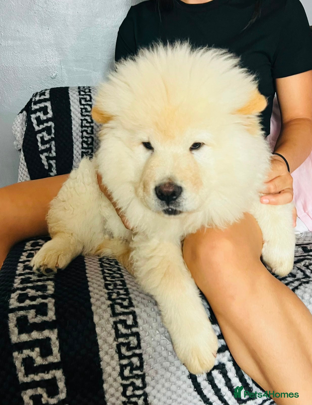 Chow Chow Puppy 1