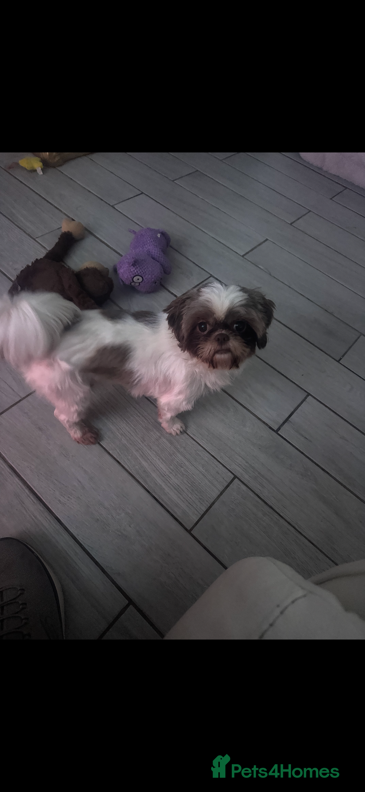 Shih Tzu dogs Shih Tzu female 1 and a half  - Advert 2