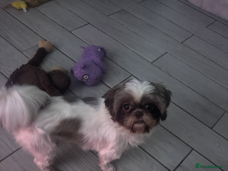 Shih Tzu dogs Shih Tzu female 1 and a half - Advert 1