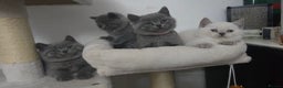 British Shorthair cats for stud: Lilac BSH proven STUD - Advert 9