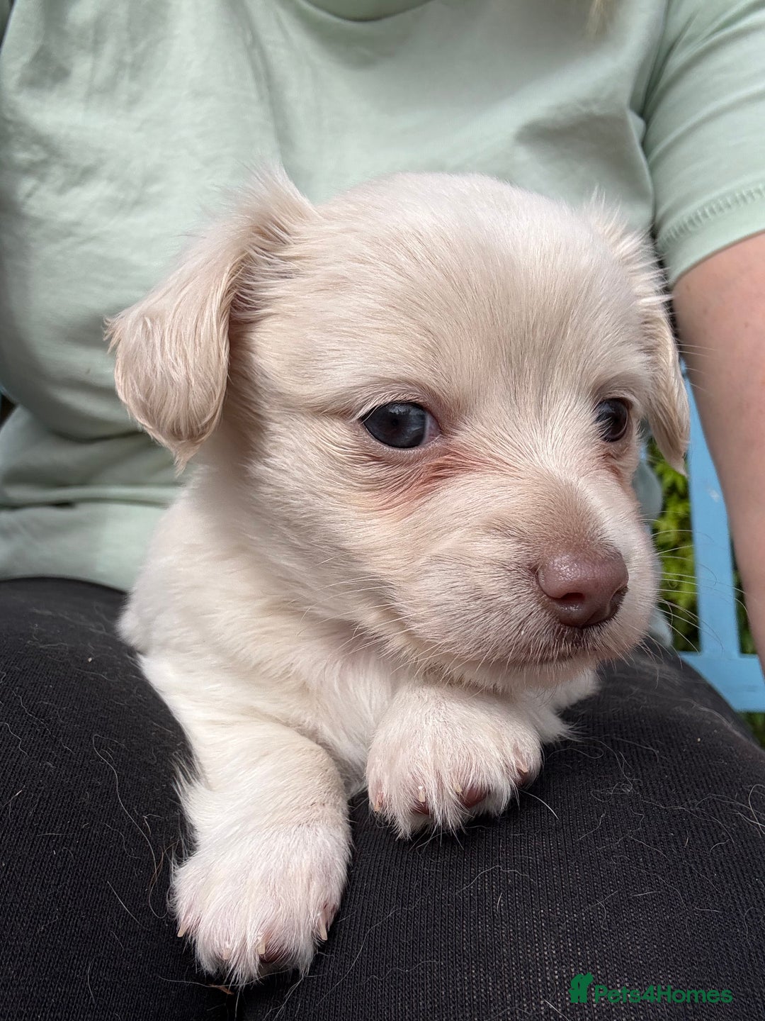 Mixed Breed dogs for sale: Chiweenie Long Haired Pups (Dachshund x Chihuahua) - Image 4