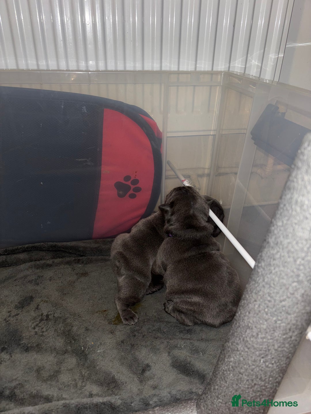 French Bulldog dogs for sale: Mini bulls - Advert 3