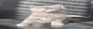 Full grey girl 