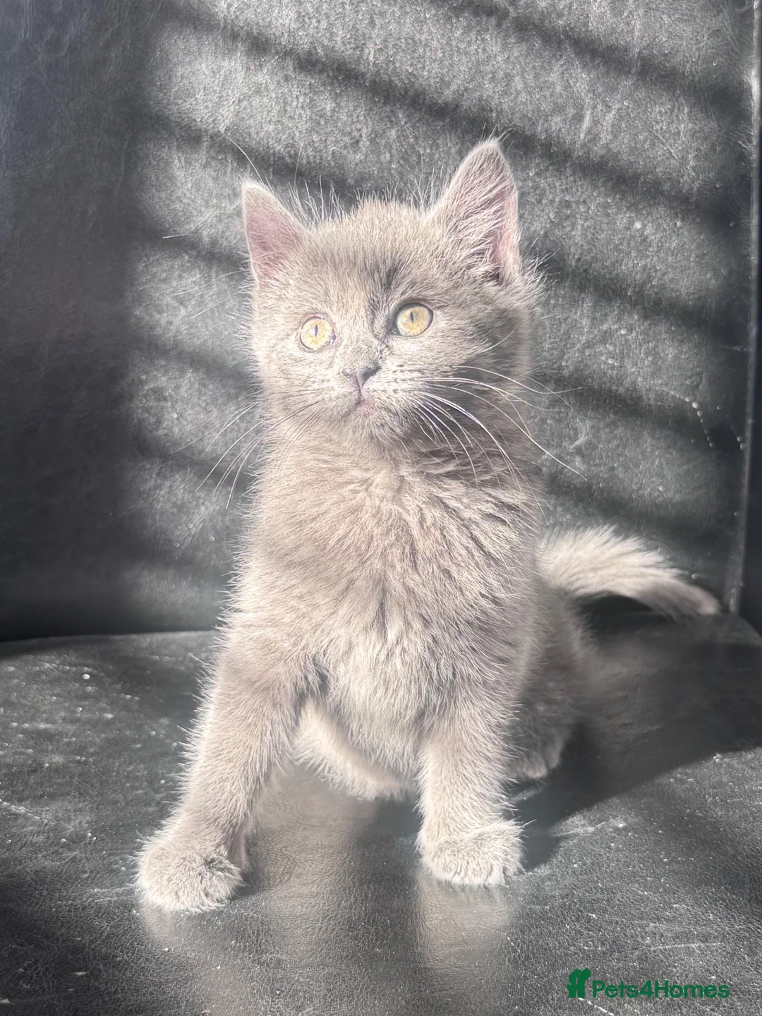 Mixed Breed cats for sale: Beautiful girl kitten  - Advert 2