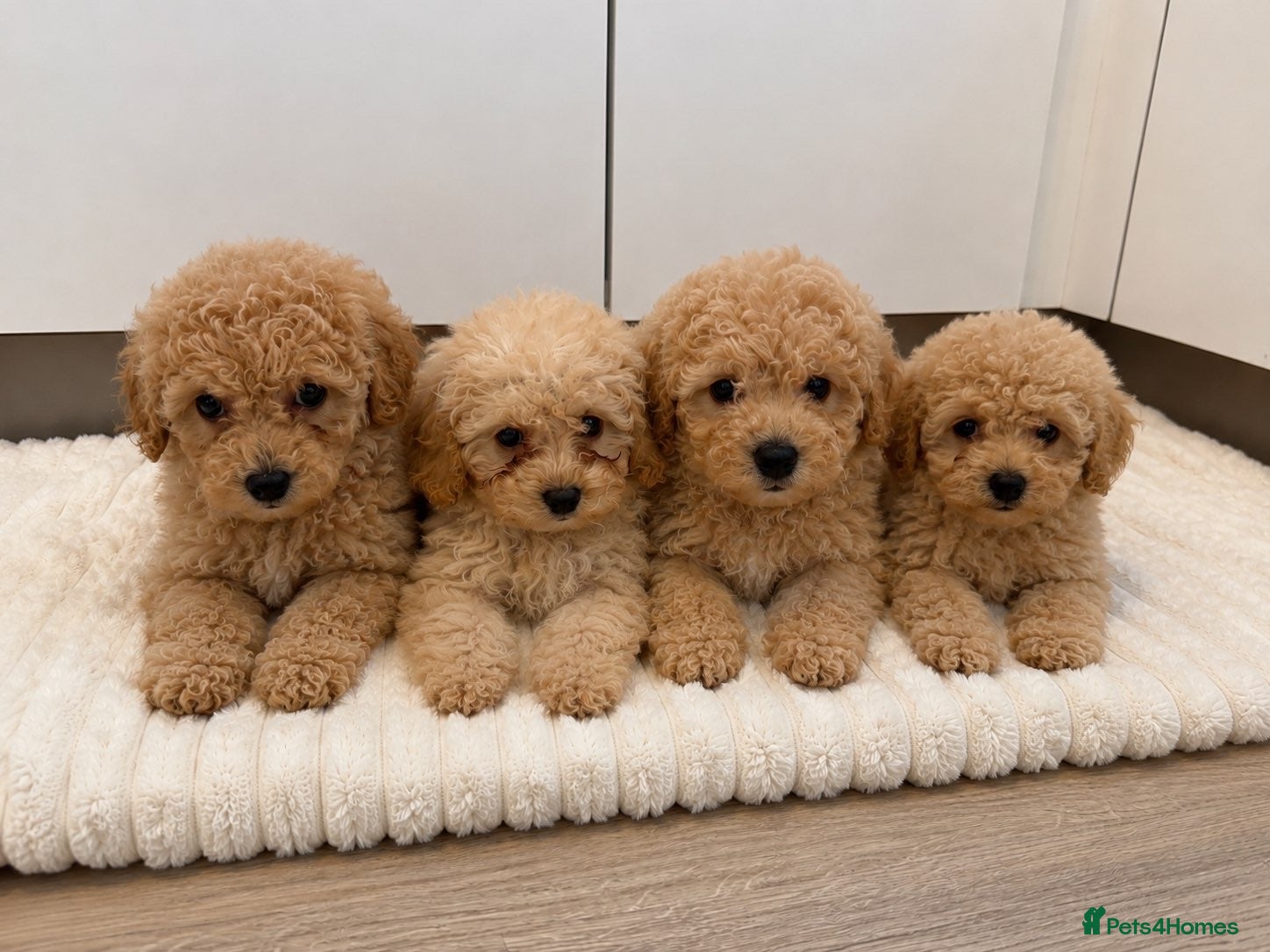 Cavapoo dogs Cavapoo Puppies  - Advert 6