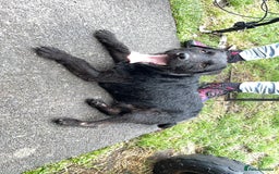 Patterdale Terrier dogs for sale: Patterdale  - Advert 2