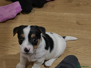 Jack Russell dogs - Advert 11