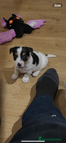 Jack Russell dogs - Advert 1