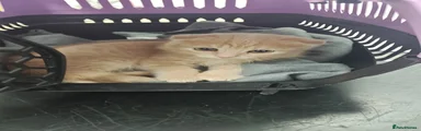 Scottish Fold Kitten 2