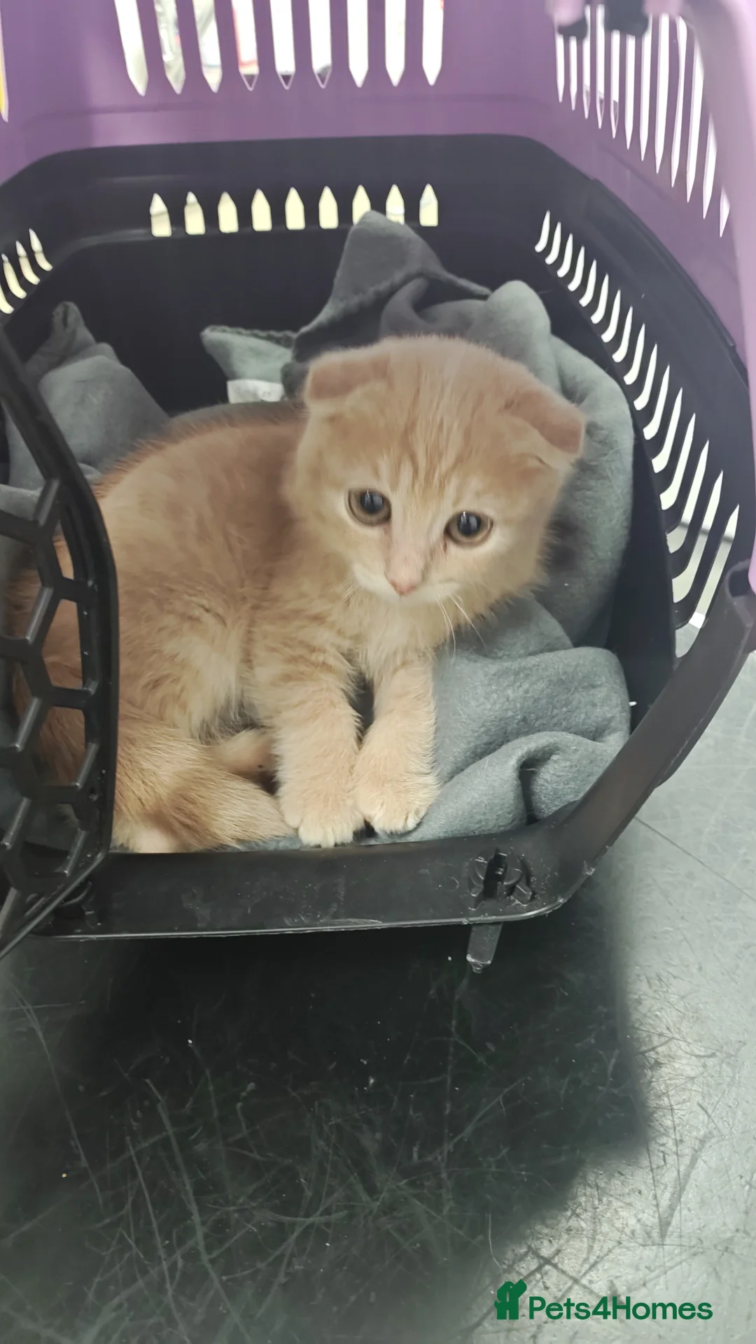 Scottish Fold cats for sale: Scottish folds  in Alfreton - Advert 4