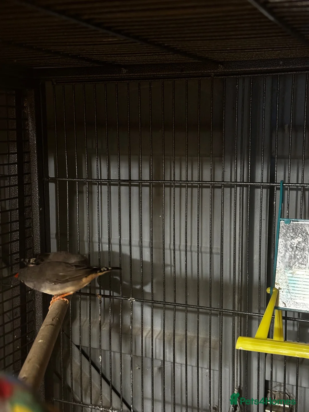 Finches birds for sale: 6 beautiful finches two proven pairs ,two female - Advert 13