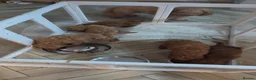 Cockapoo dogs for sale: beautiful  Cockapoo puppies ready  in Edinburgh - Advert 6