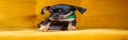 Jackshund dogs for sale: Daxijax/Jackshund/Dachshund/Jack - READY TO GO - Advert 22