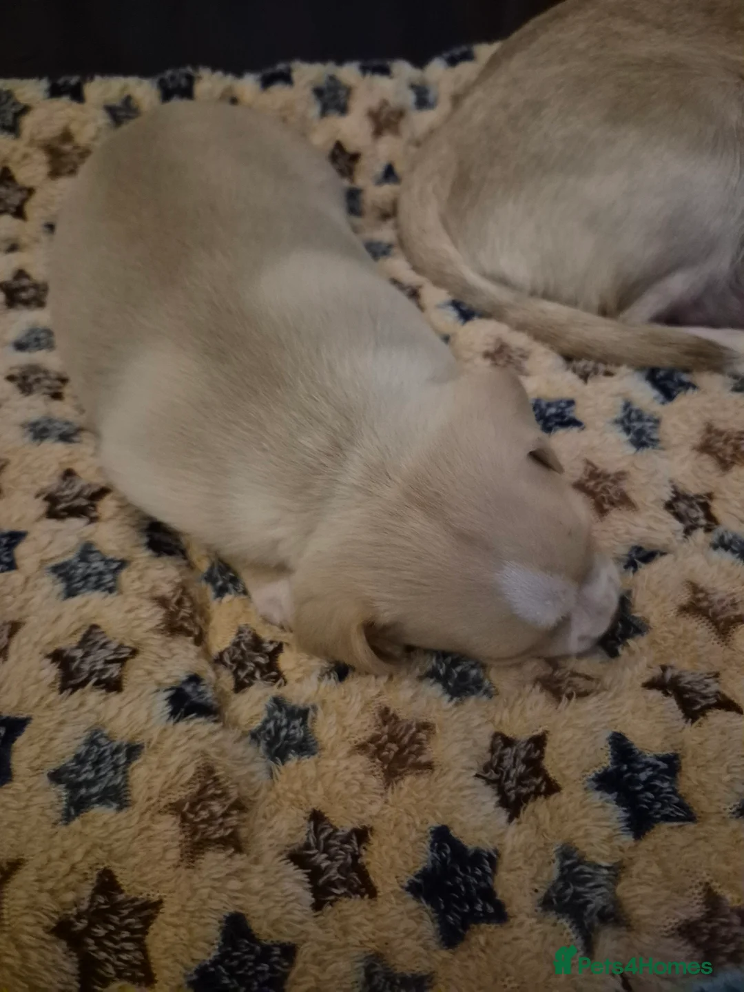 Chihuahua dogs for sale: Chihuahua  - Advert 3