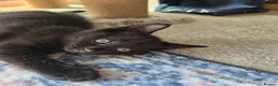 Mixed Breed cats for sale: Two male back Kittens  in Bristol - Advert 9