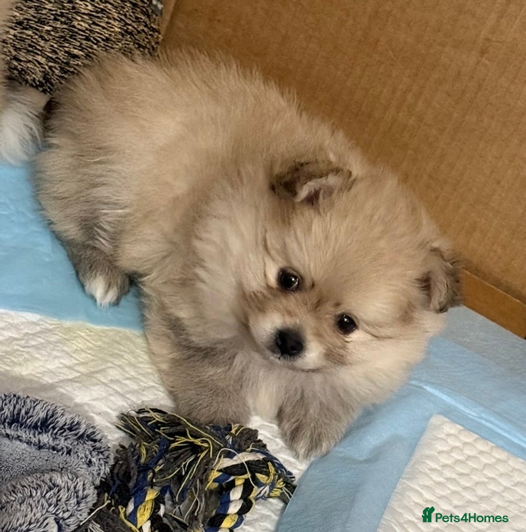 Pomchi dogs for sale: 3/4 Pom 1/4 chi Pomchi F1BB - Advert 34