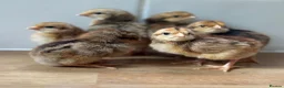 Chickens poultry for sale: Cream Legbar chicks for sale  - Advert 2