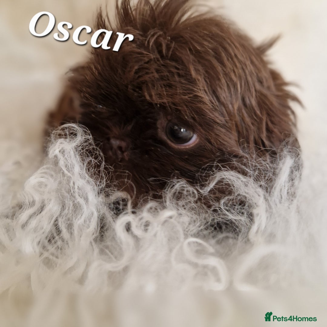 Shih Tzu dogs for sale: 4 Adorable Shih Tzu pups  - Image 11