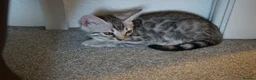 Bengal cats for sale: 2 Tica Registered male Bengal kittens for sale  in Windsor - Advert 28