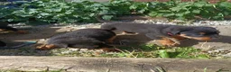 Rottweiler dogs for sale: Rottweiler puppies  - Advert 39