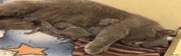 British Shorthair cats for sale: Gorgeous GCCF Active British shorthair female - Advert 3