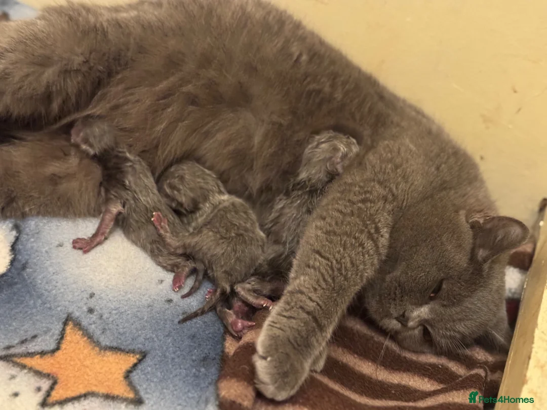 British Shorthair cats for sale: Gorgeous GCCF Active British shorthair female - Advert 3