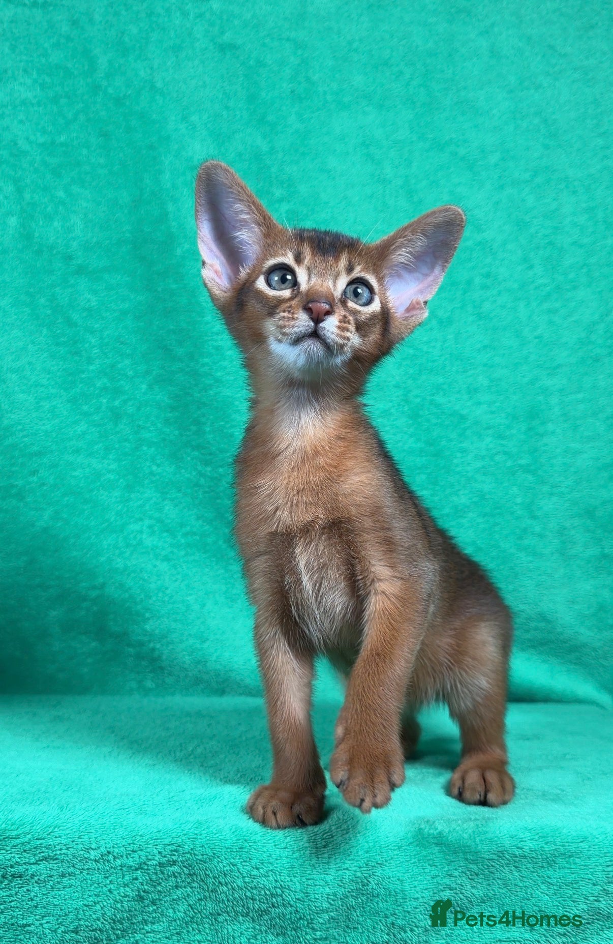 Abyssinian cats Beautiful GCCF Registered Abyssinian Kittens 💙❤️ - Advert 1