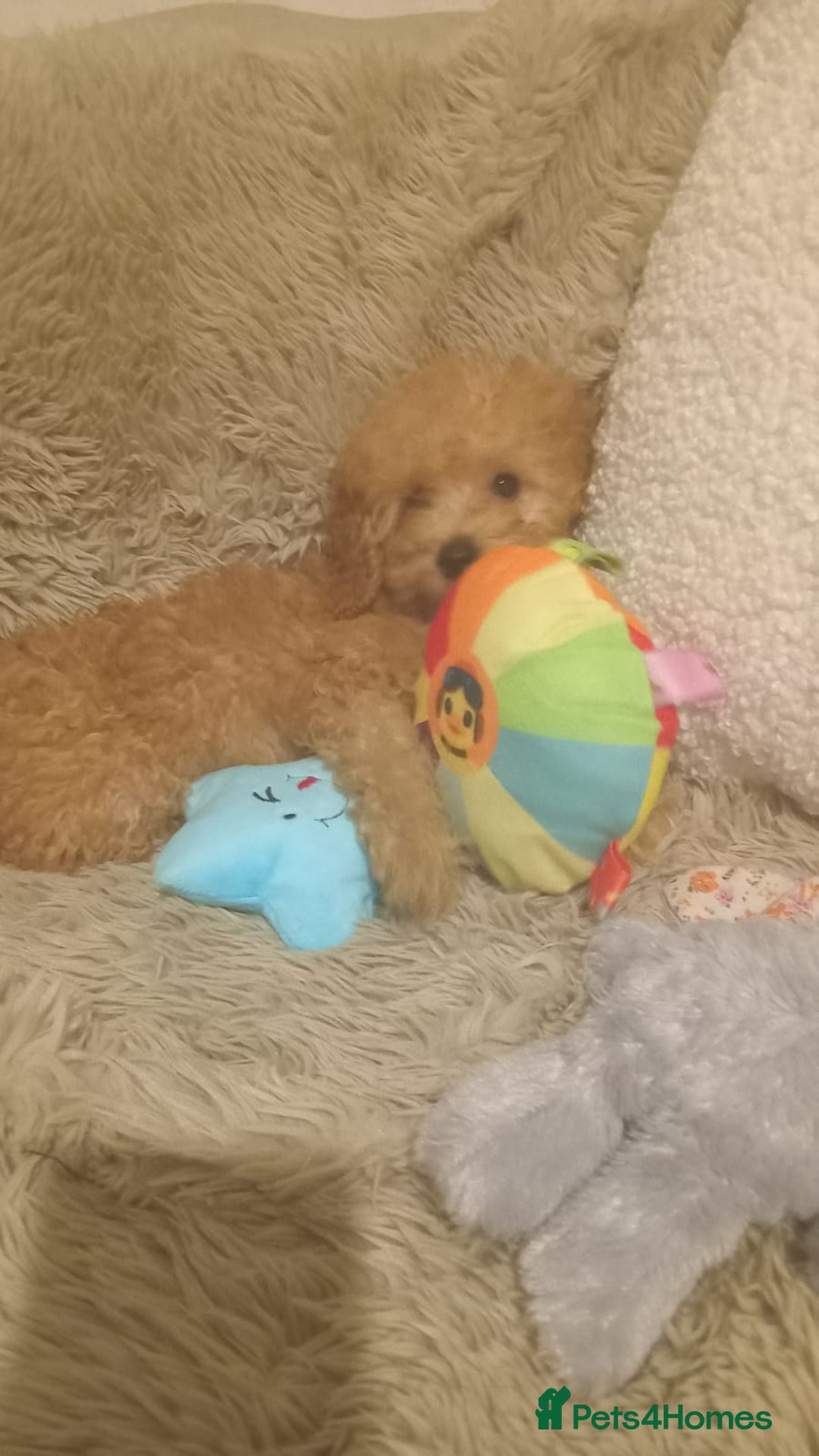 Miniature Poodle dogs for sale: Apricot miniature poodles - Advert 8