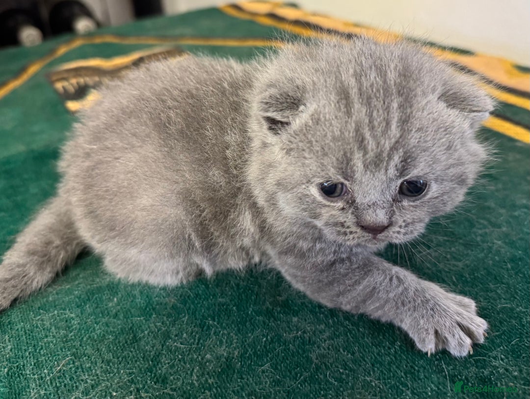 British Shorthair cats for sale: British shorthaired kittens - Image 5