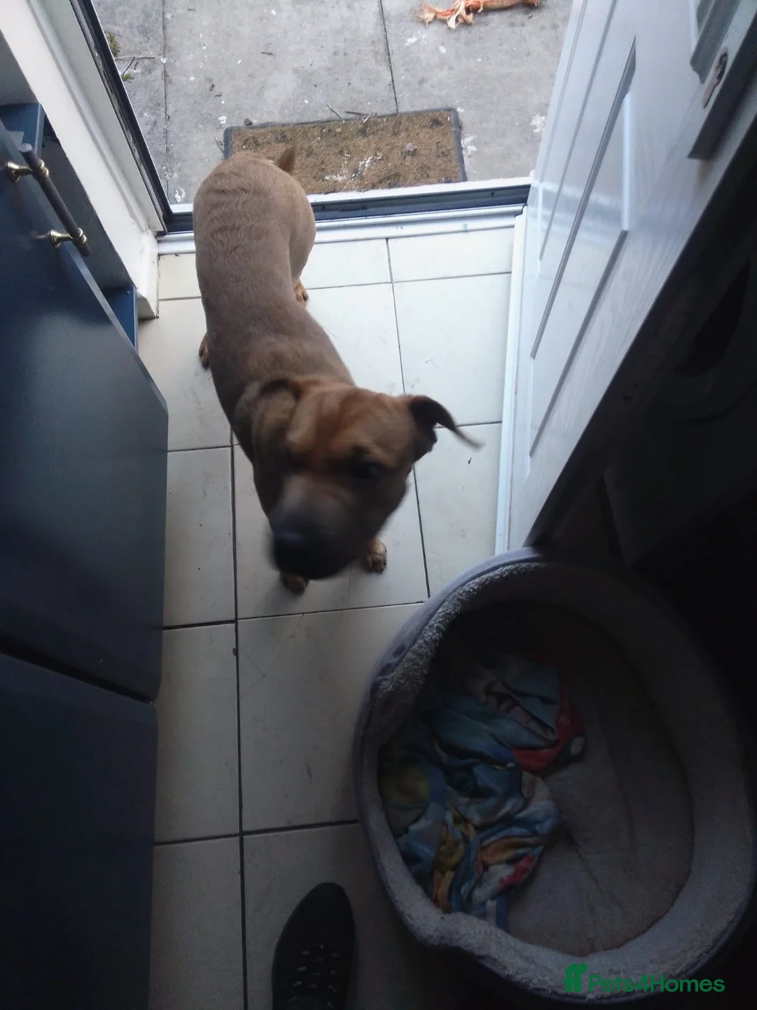 Mixed Breed dogs for sale: Rehoming for a friend  - Advert 3