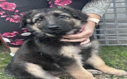 German Shepherd dogs for sale: German shepherd puppies Ready Now - Image 6
