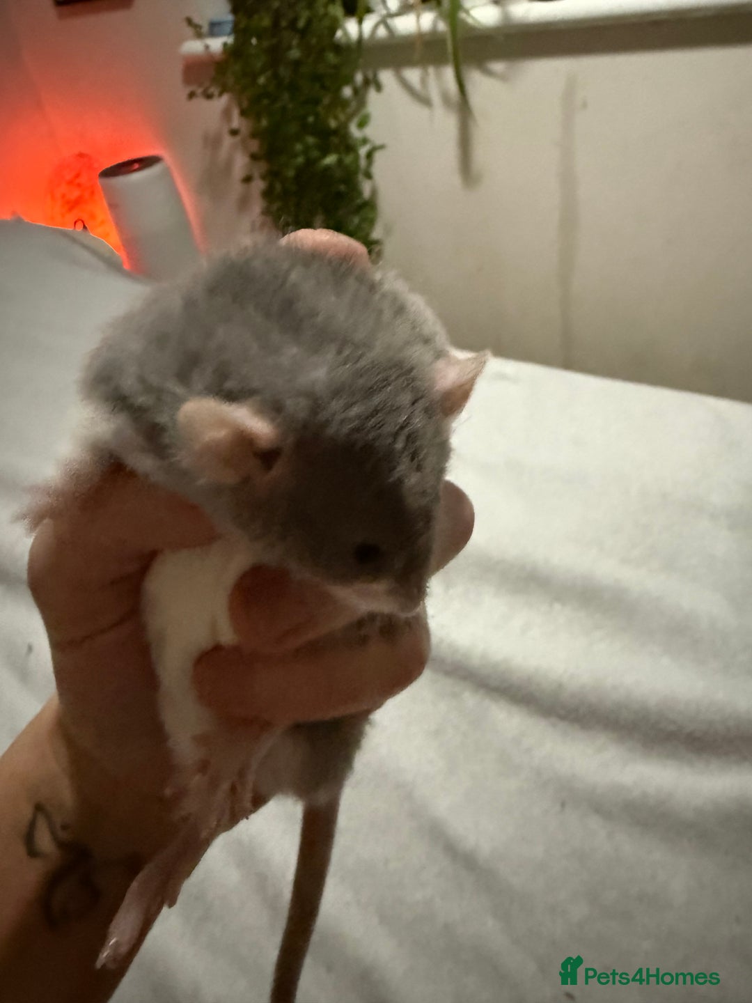 Rat rodents for sale: 4 male jumbo rats  - Advert 5